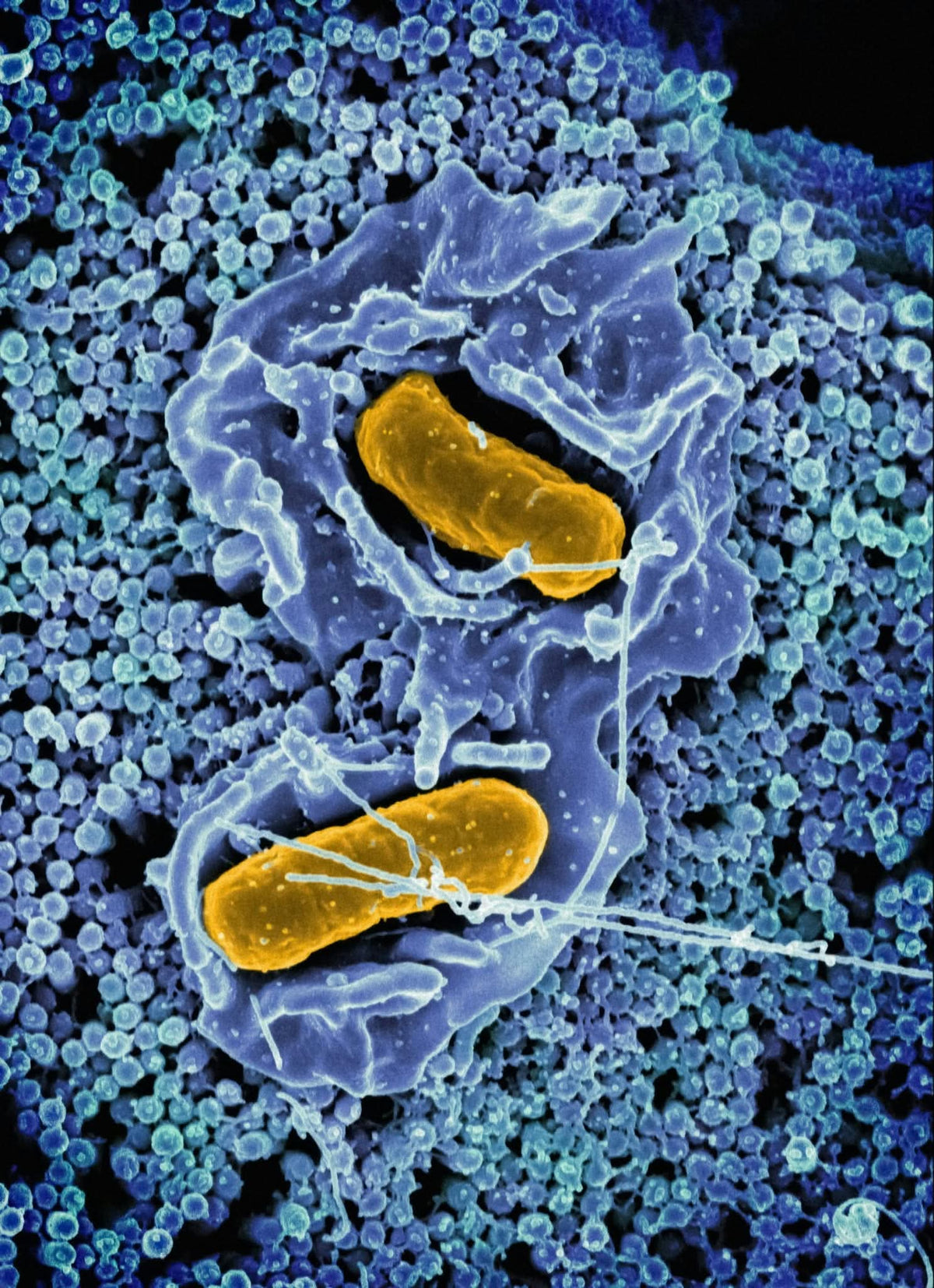 Oxygen, Mitochondria, and Cellular Energy